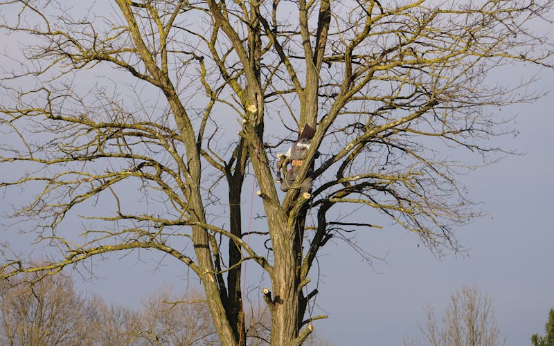 Arborist evaluating a tree for estimate