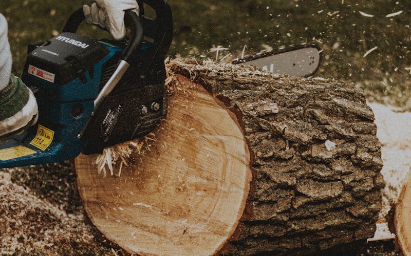 Arborist performing tree removal