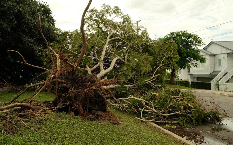 Uprooted tree after storm damage