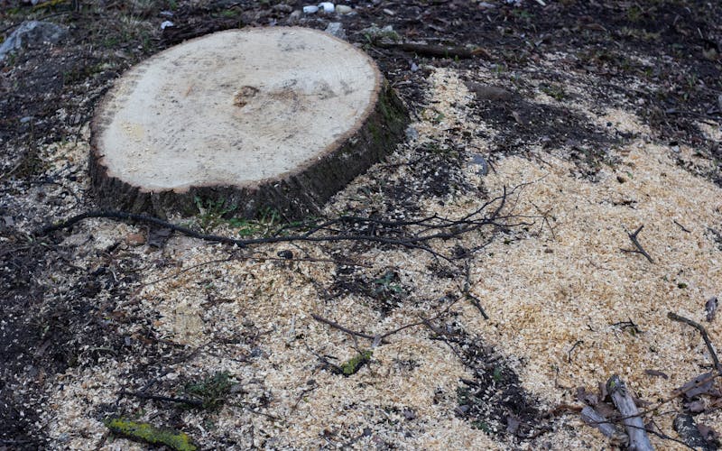 Tree stump surrounded by sawdust after grinding