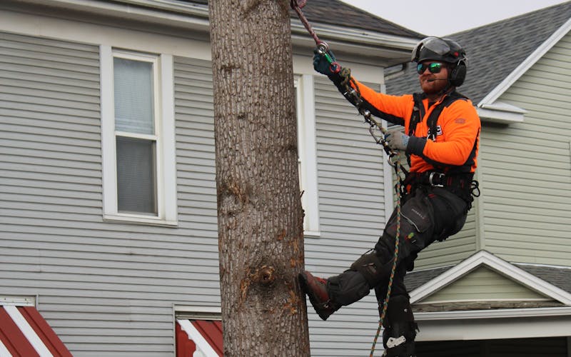Arborist trimming and pruning tree branches